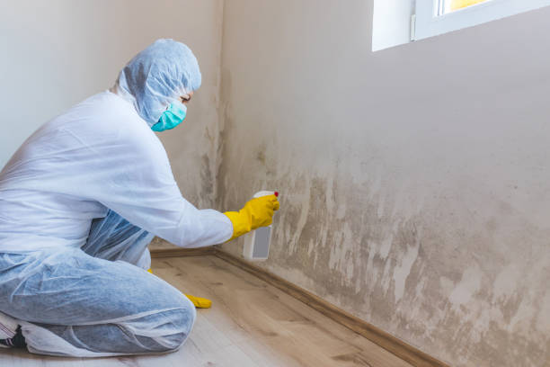 Licensed Mold Remediation service in Palm Harbor, FL - WQB Mold Removal