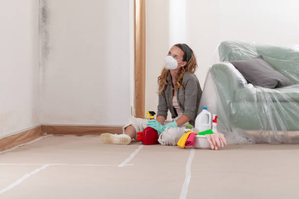 Reliable Mold Remediation contractor in Palm Harbor, FL by WQB Mold Removal